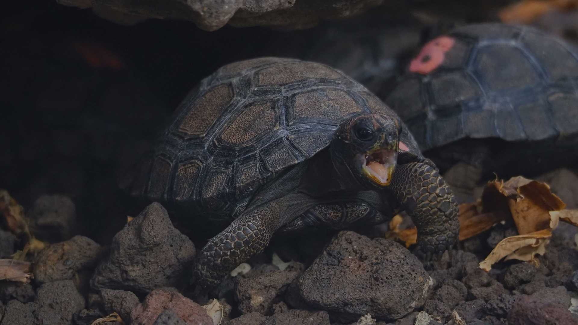 baby giant tortoise