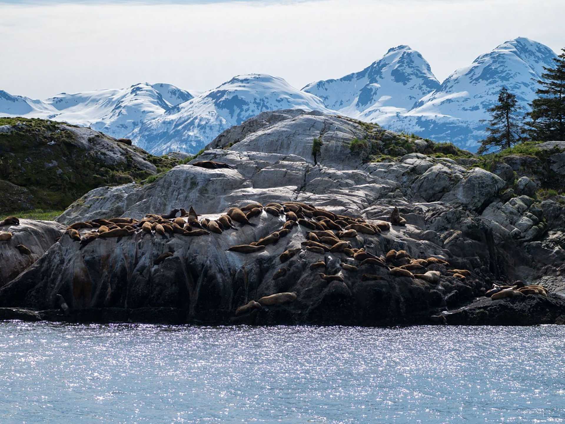 sea lions on a rock with mountains in the background