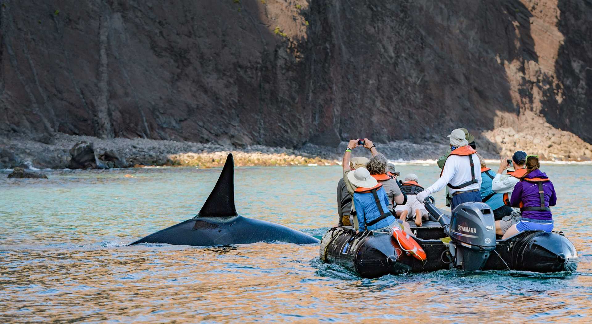 Orca in Galapagos.png