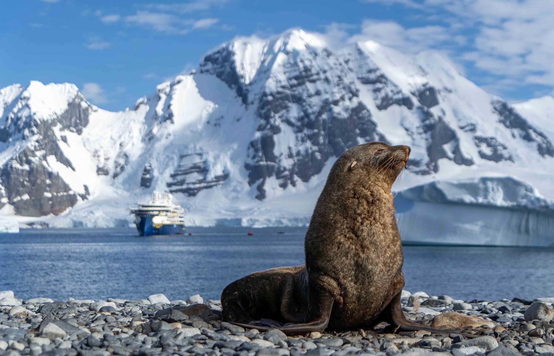 fur seal with national geographic endurance in the background