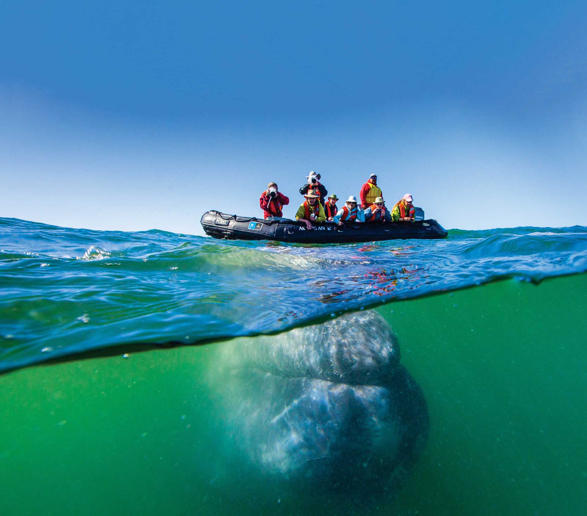 Large RGB-Lindblad Expeditions-Mexico Baja California Sur BM760.jpg