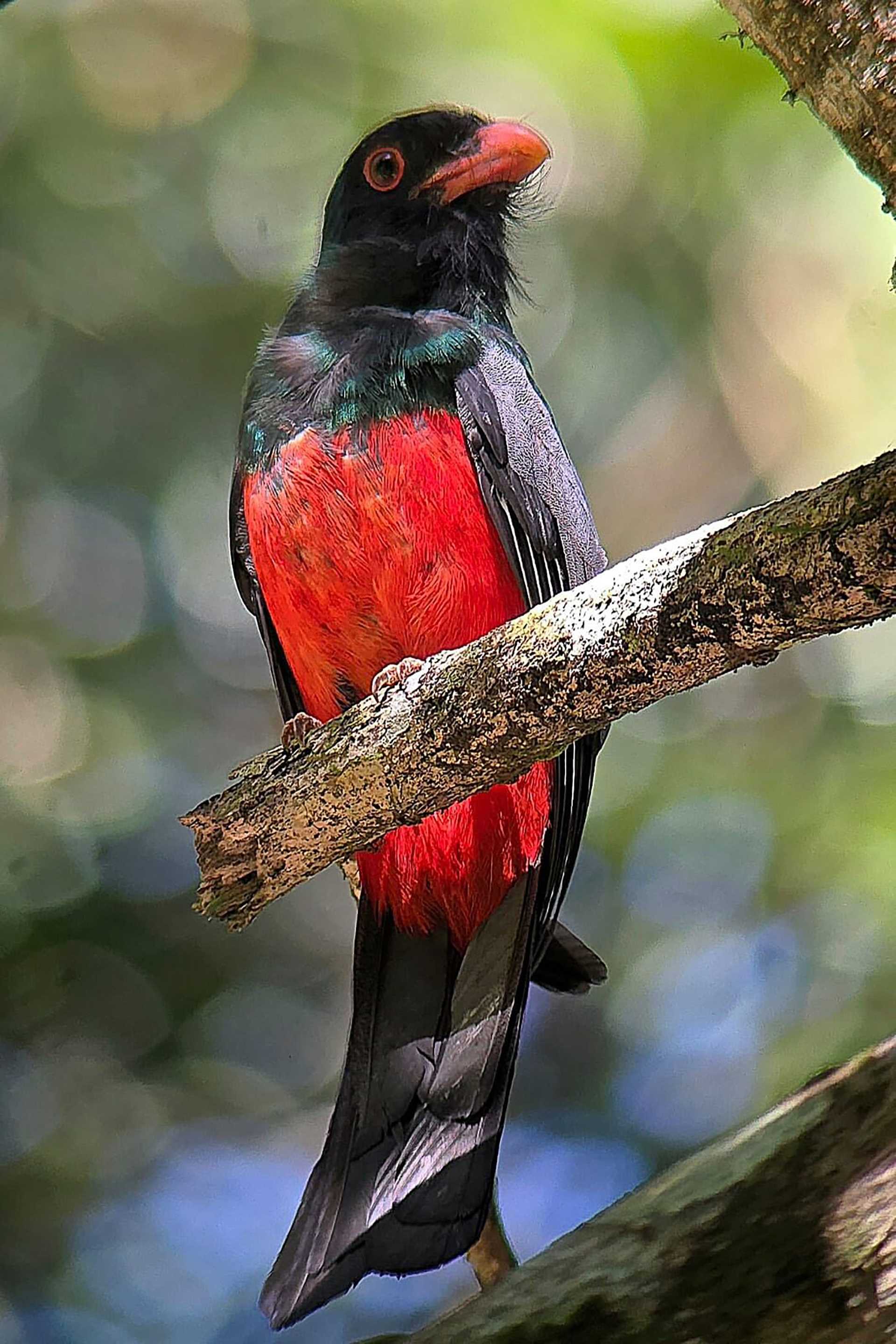 a red and black bird on a tree branch