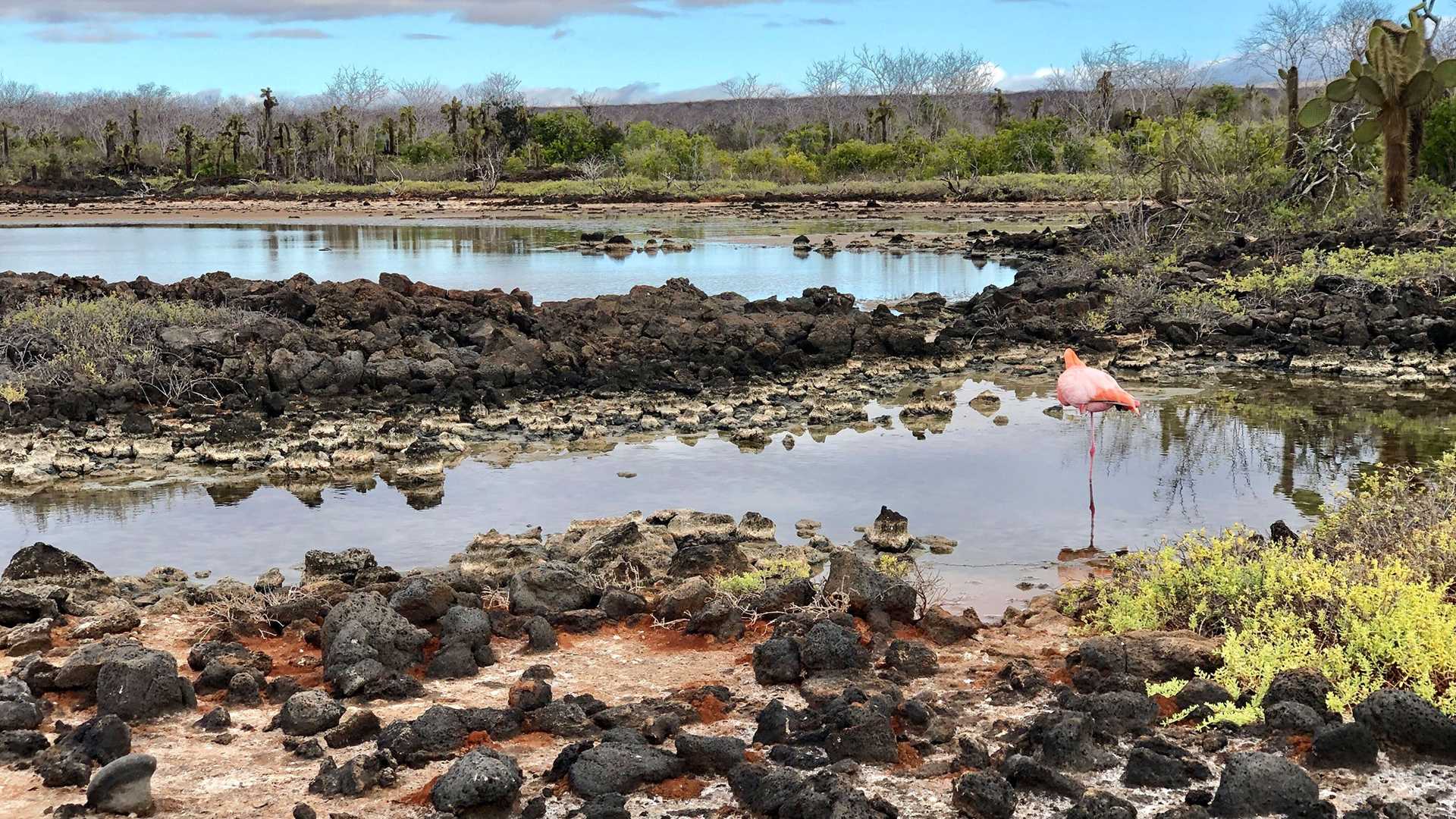 a flamingo in a brackish lagoon