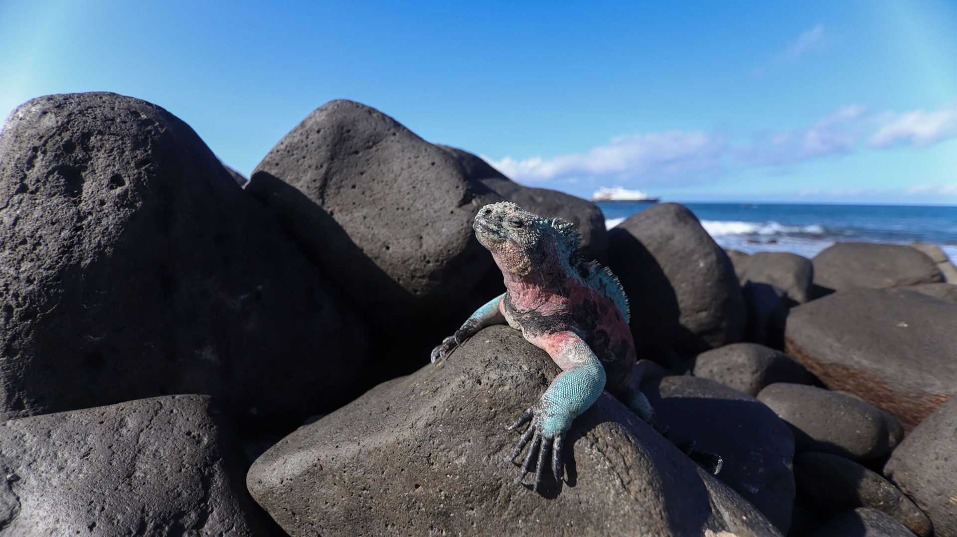 a red and green iguana rests on black rocks