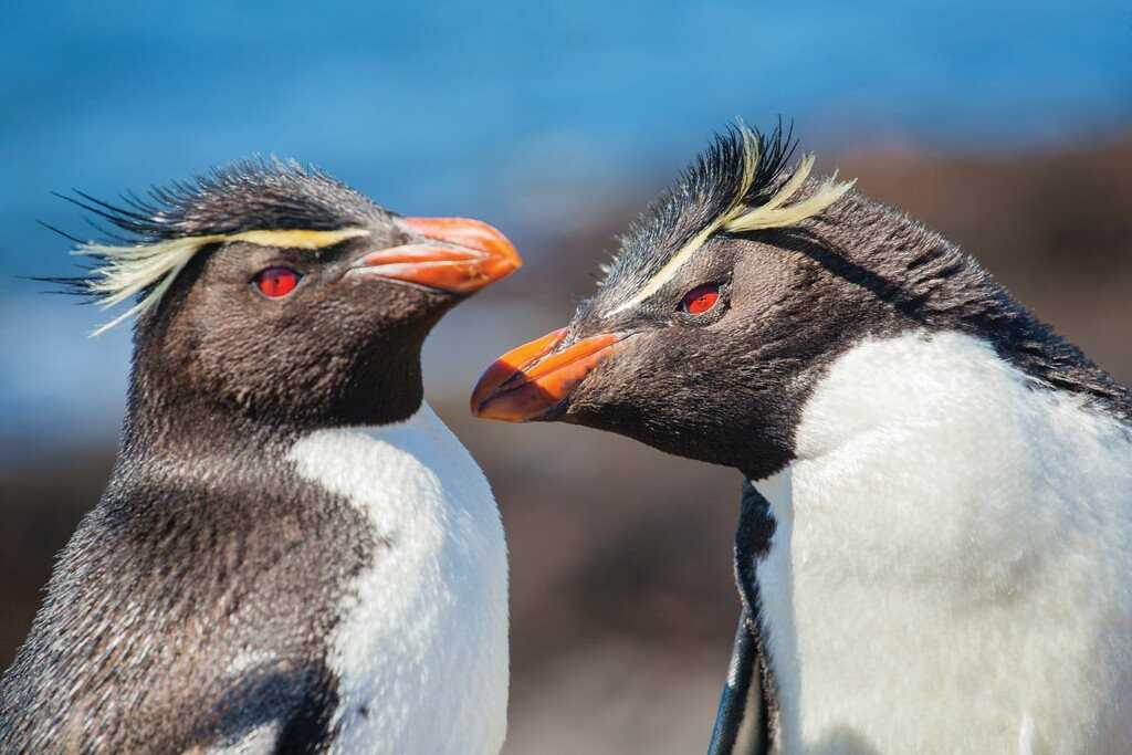 Argentina Patagonia Rockhopper Penguins SA392 Shutterstock.jpg