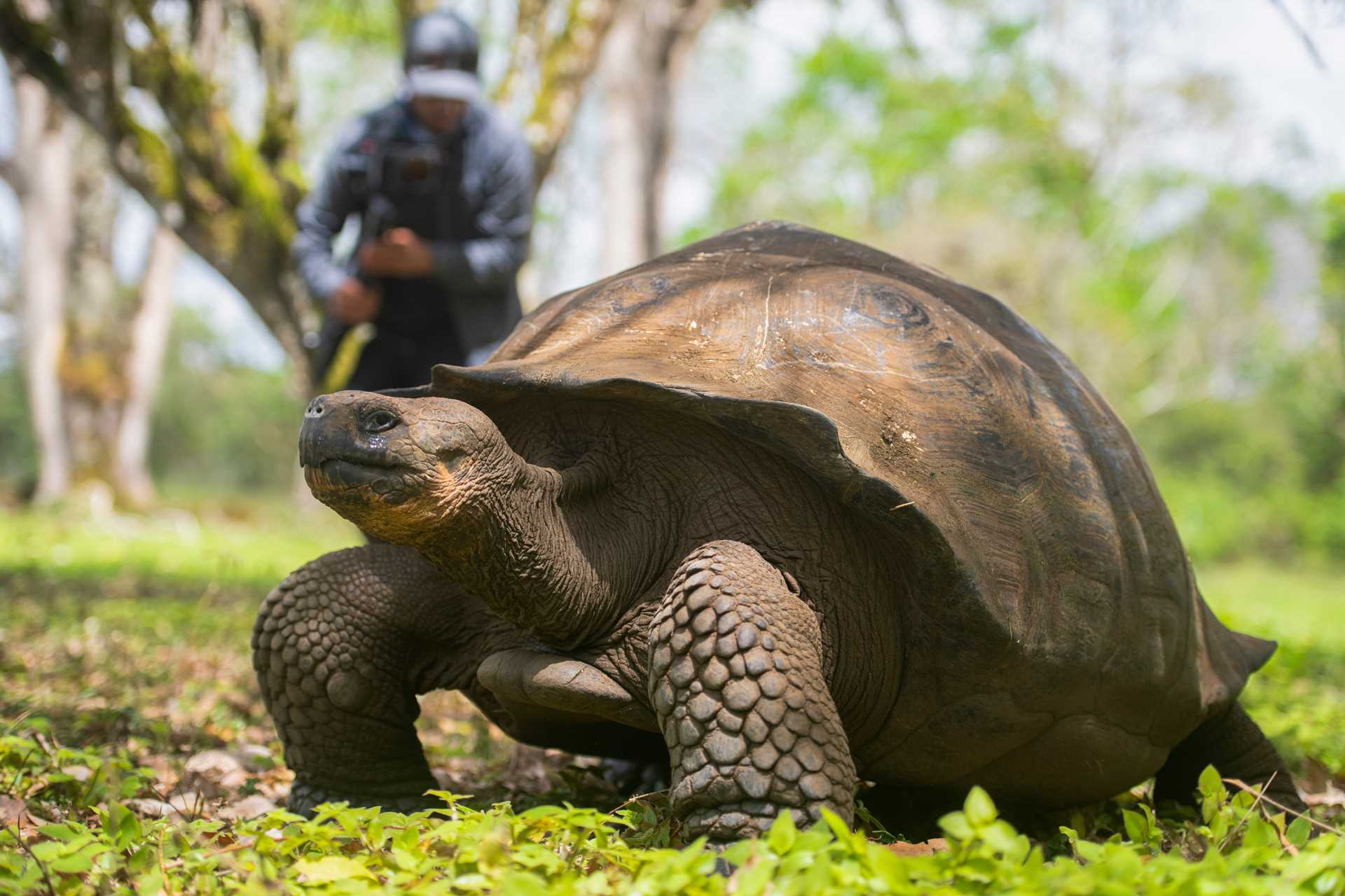 A giant Galápagos tortoise on Santa Cruz Island.