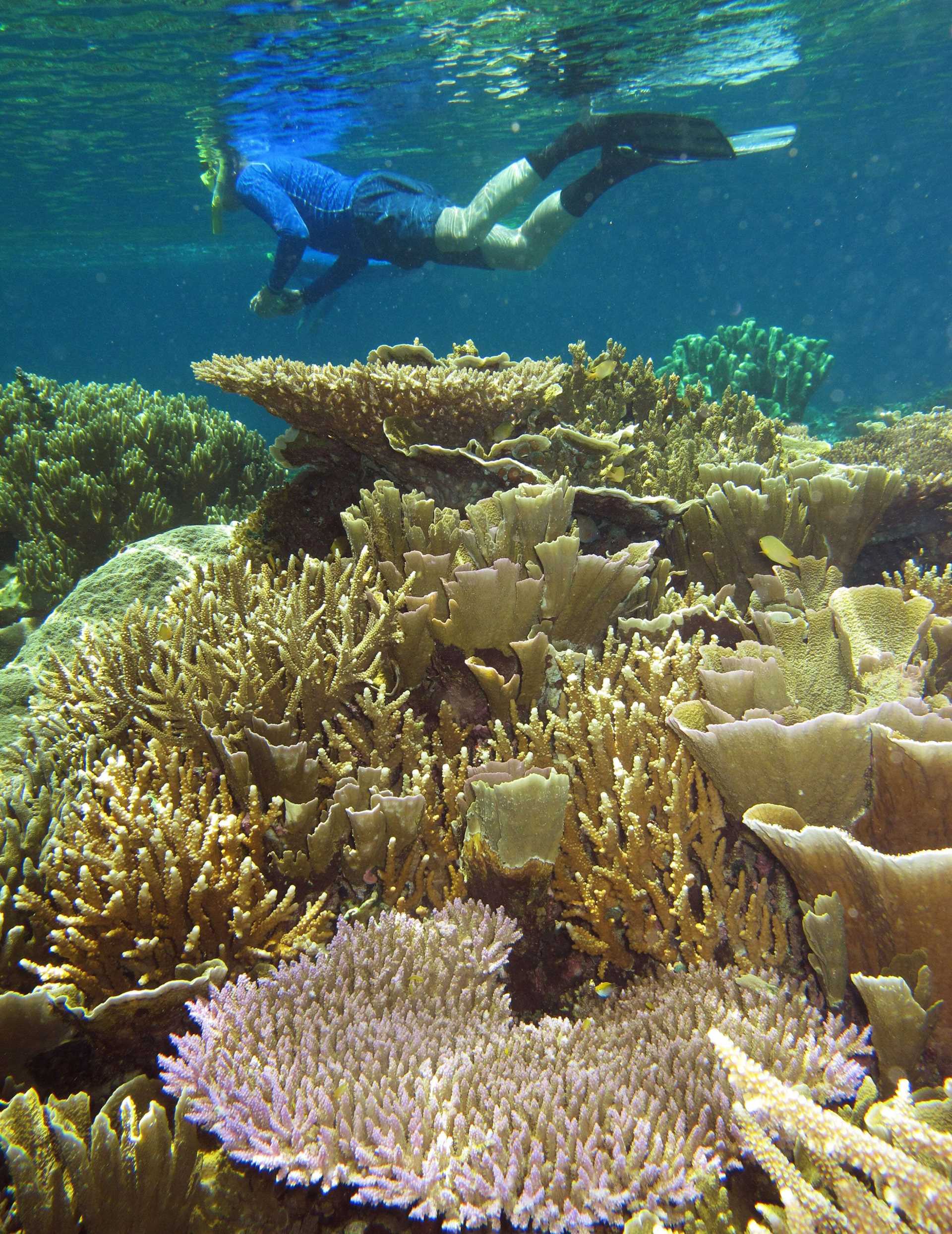 a snorkeler explores a coral reef