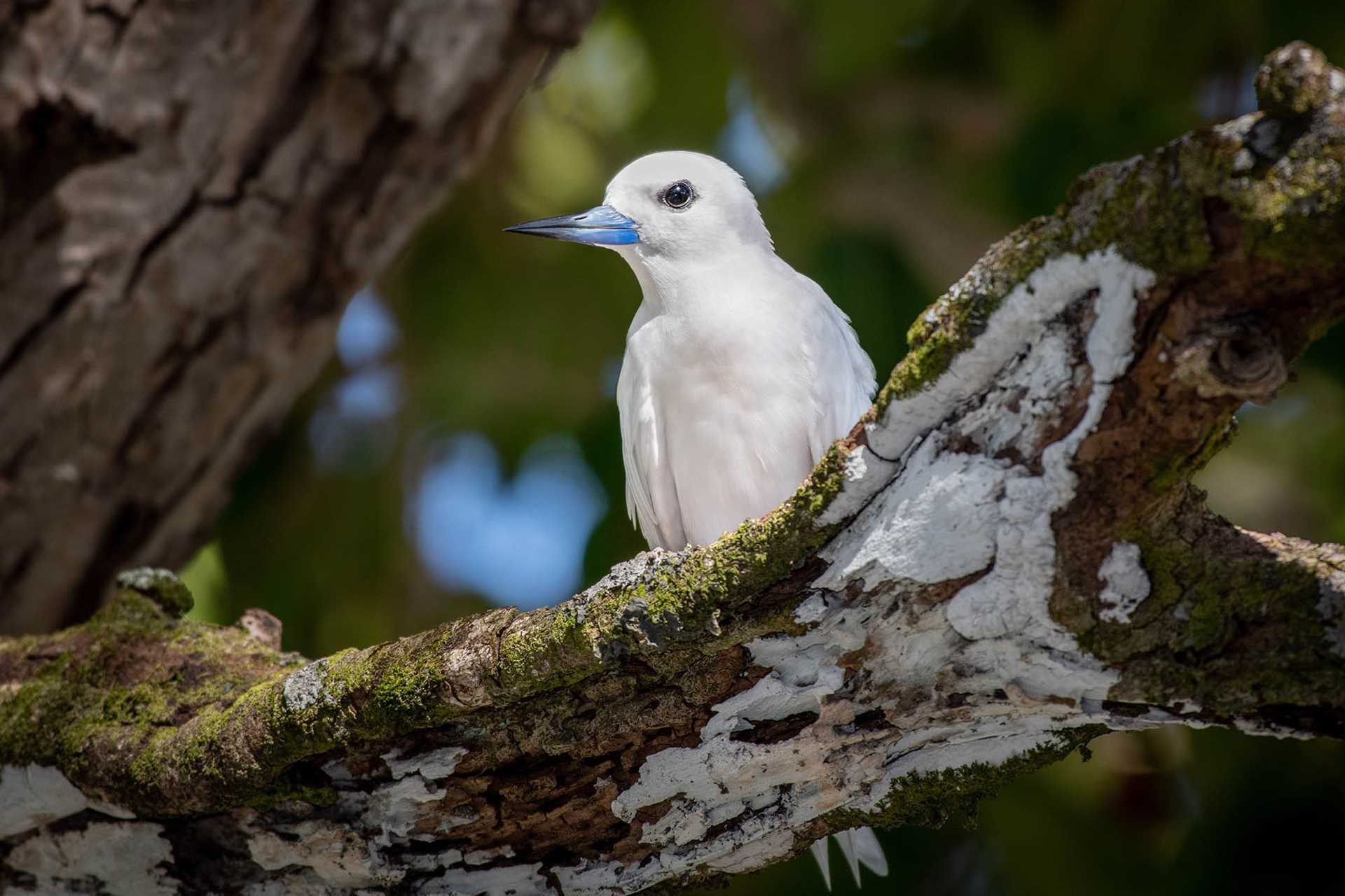 white tern on tree branch