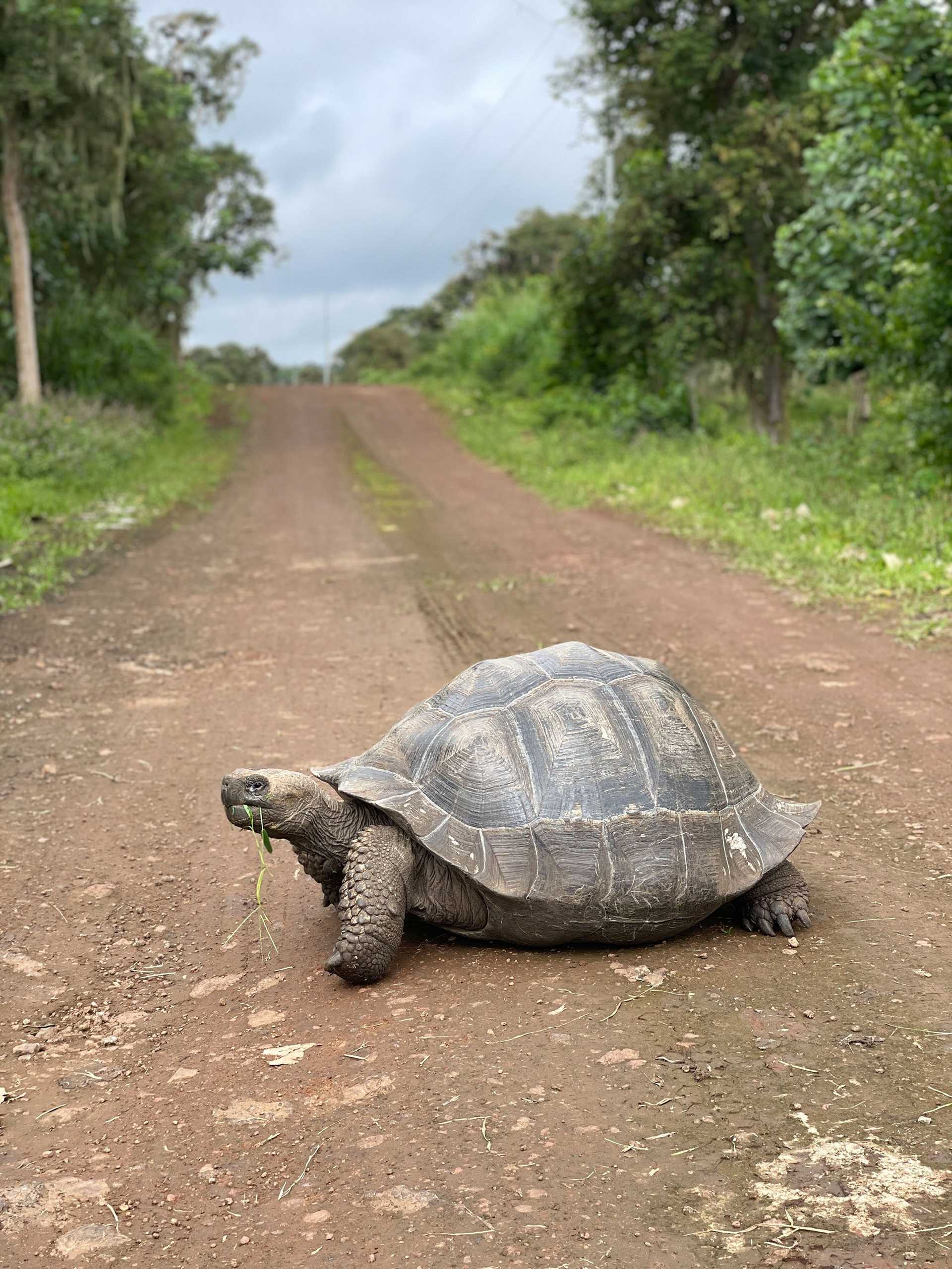 giant tortoise in the road
