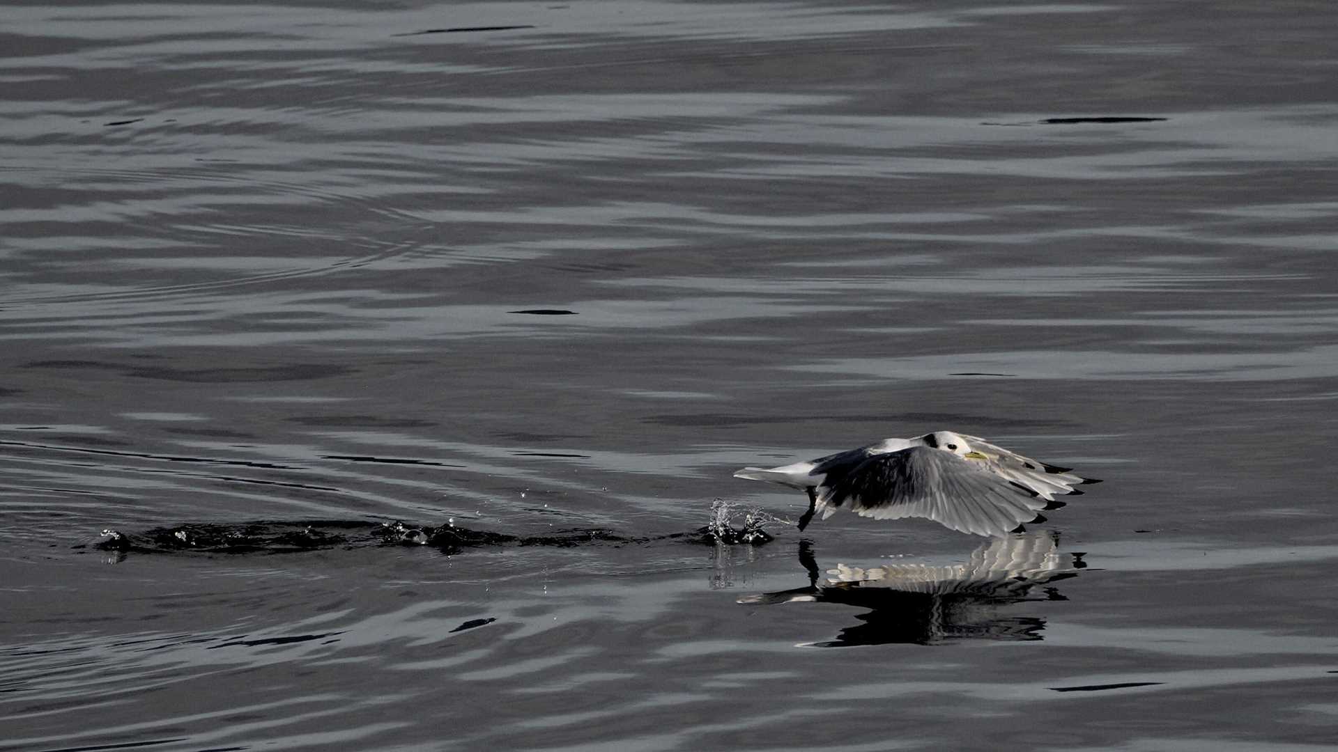 kittiwake taking off