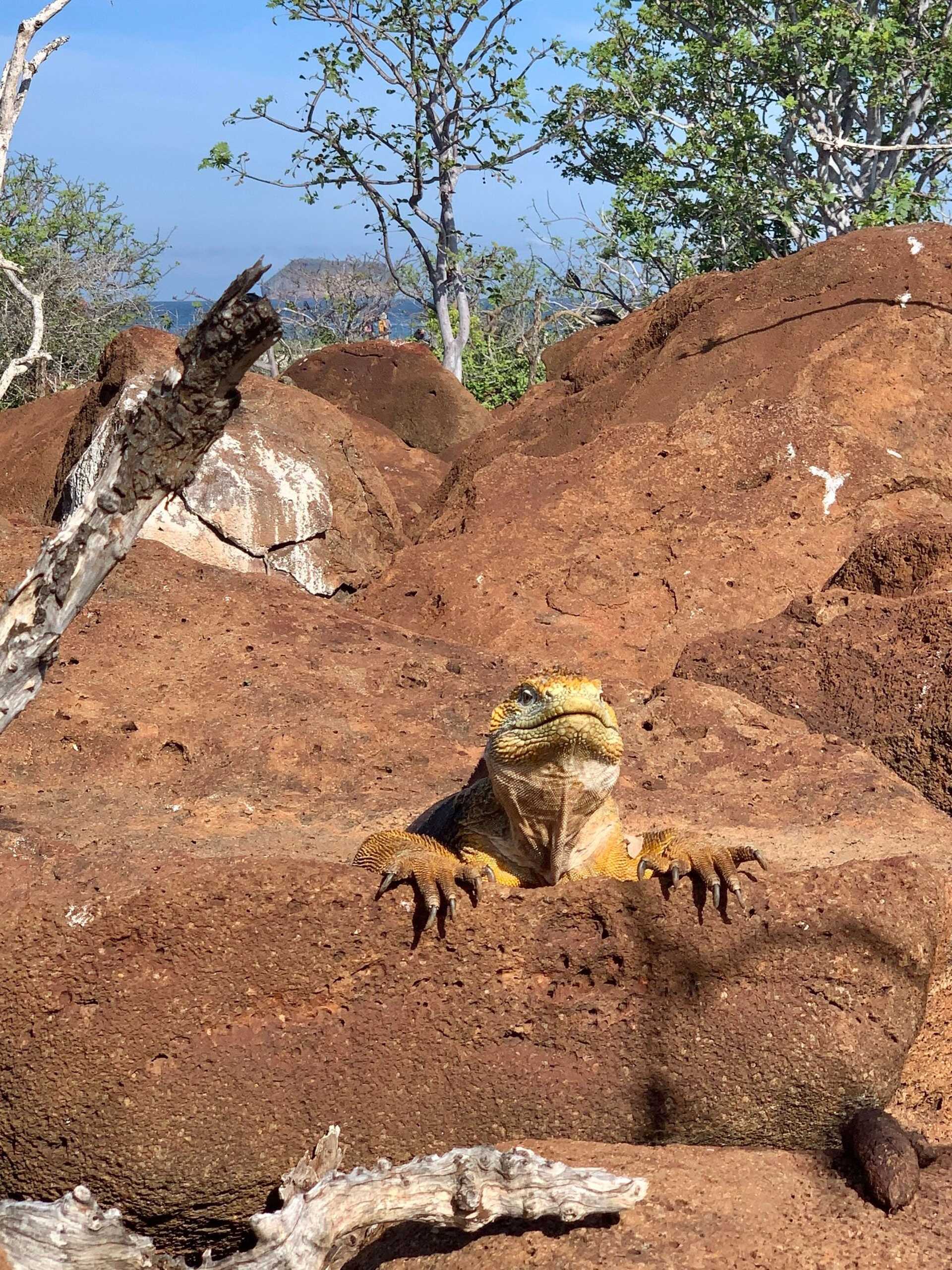 yellow land iguana peeking from behind a rock
