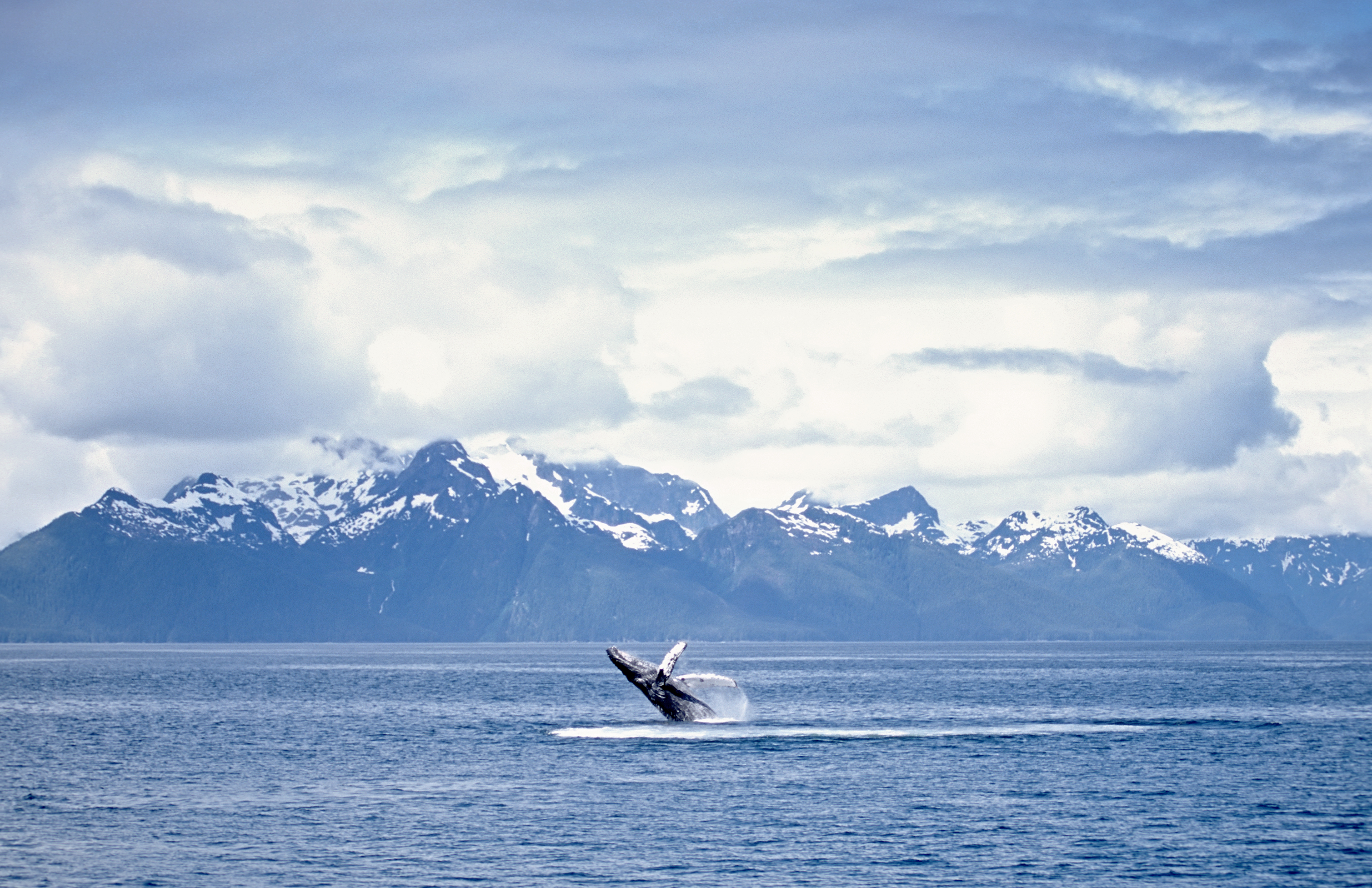 A whale breaching the surface of an ocean