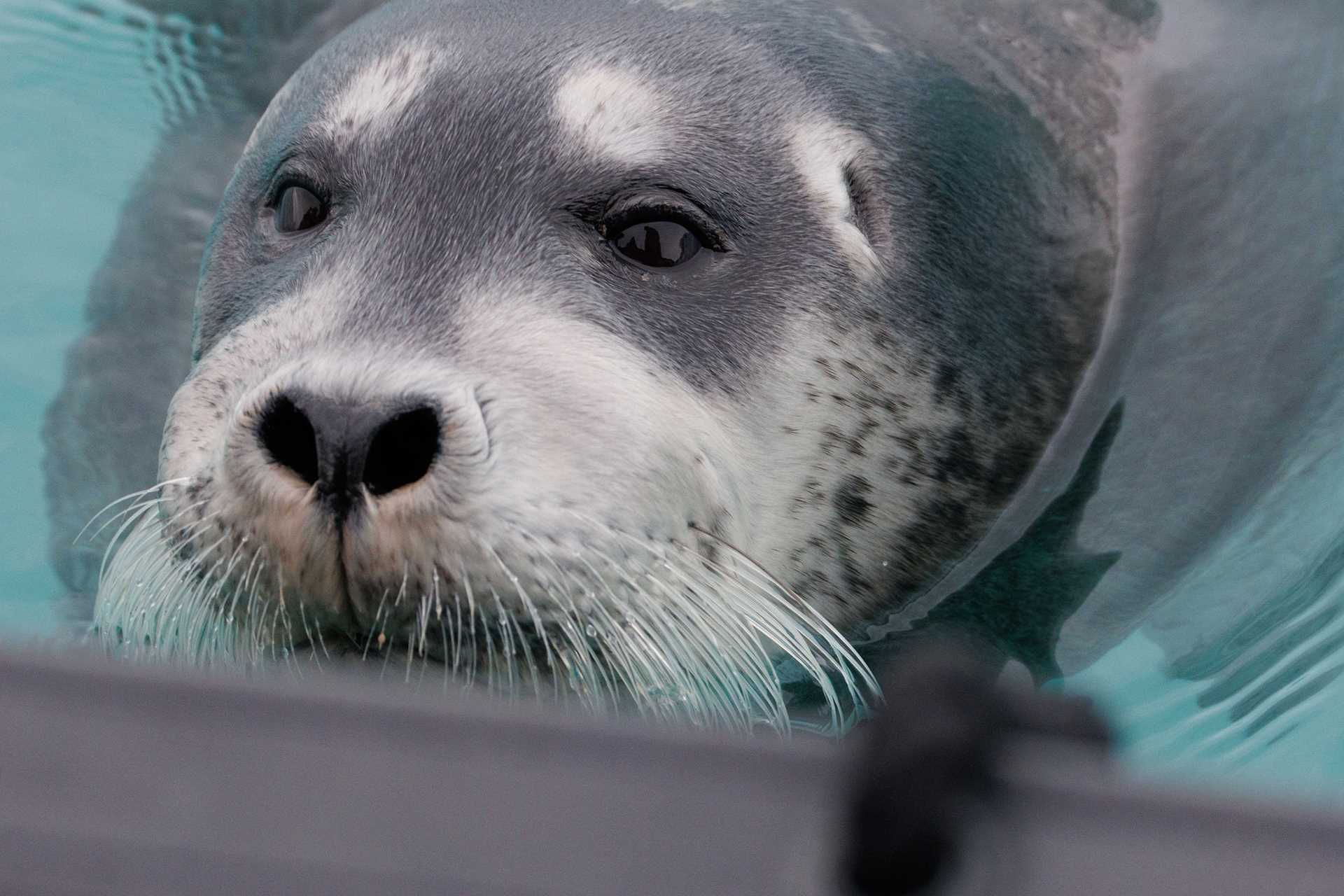 bearded seal pup