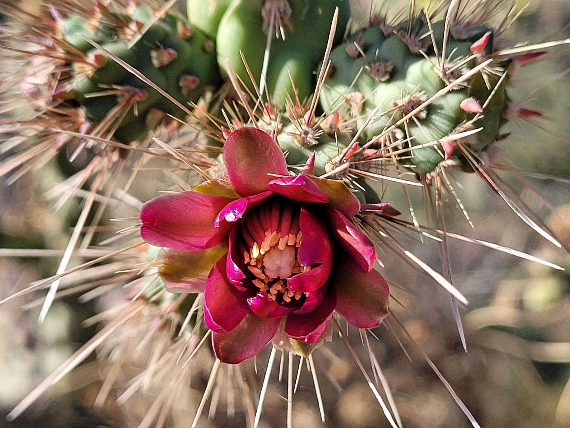 red cholla cactus flower