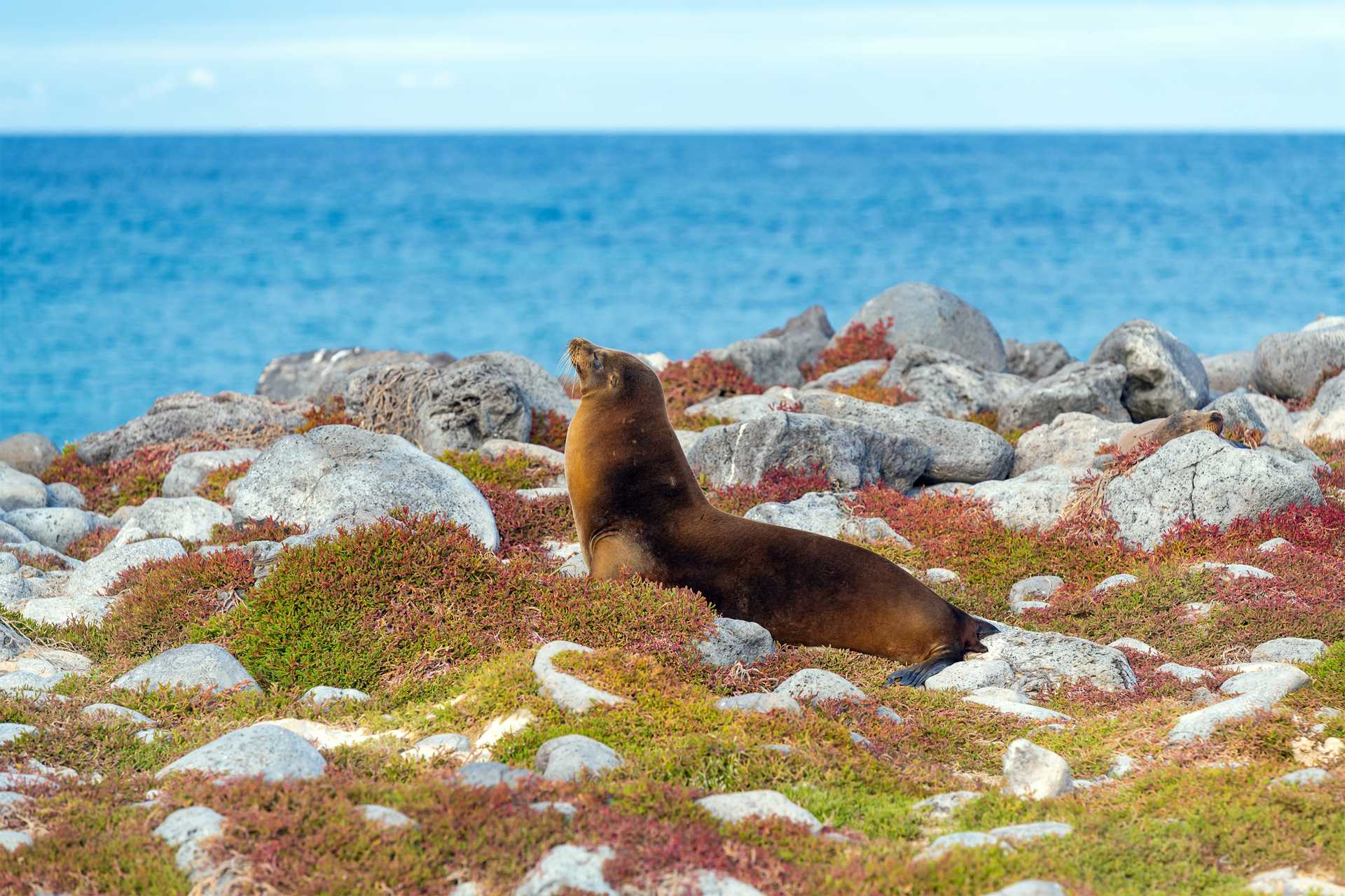 Male sea lion on South Plaza Island, Galápagos