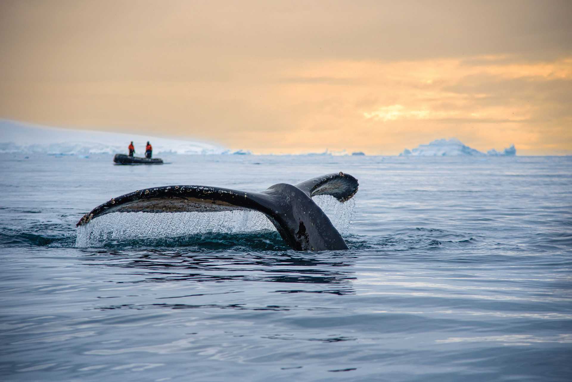 A humpback whale tail during sunset.