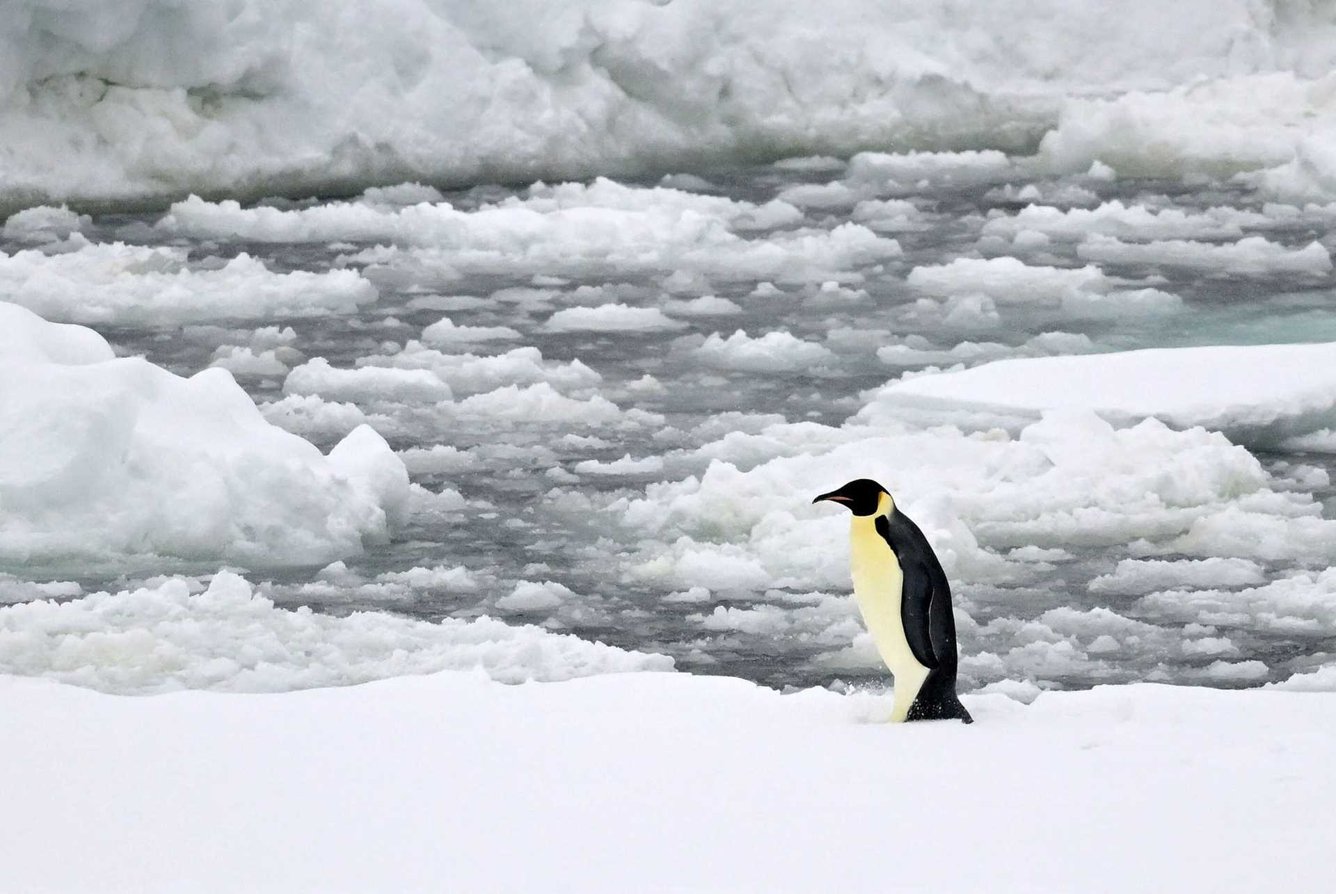 emperor penguin on an ice floe