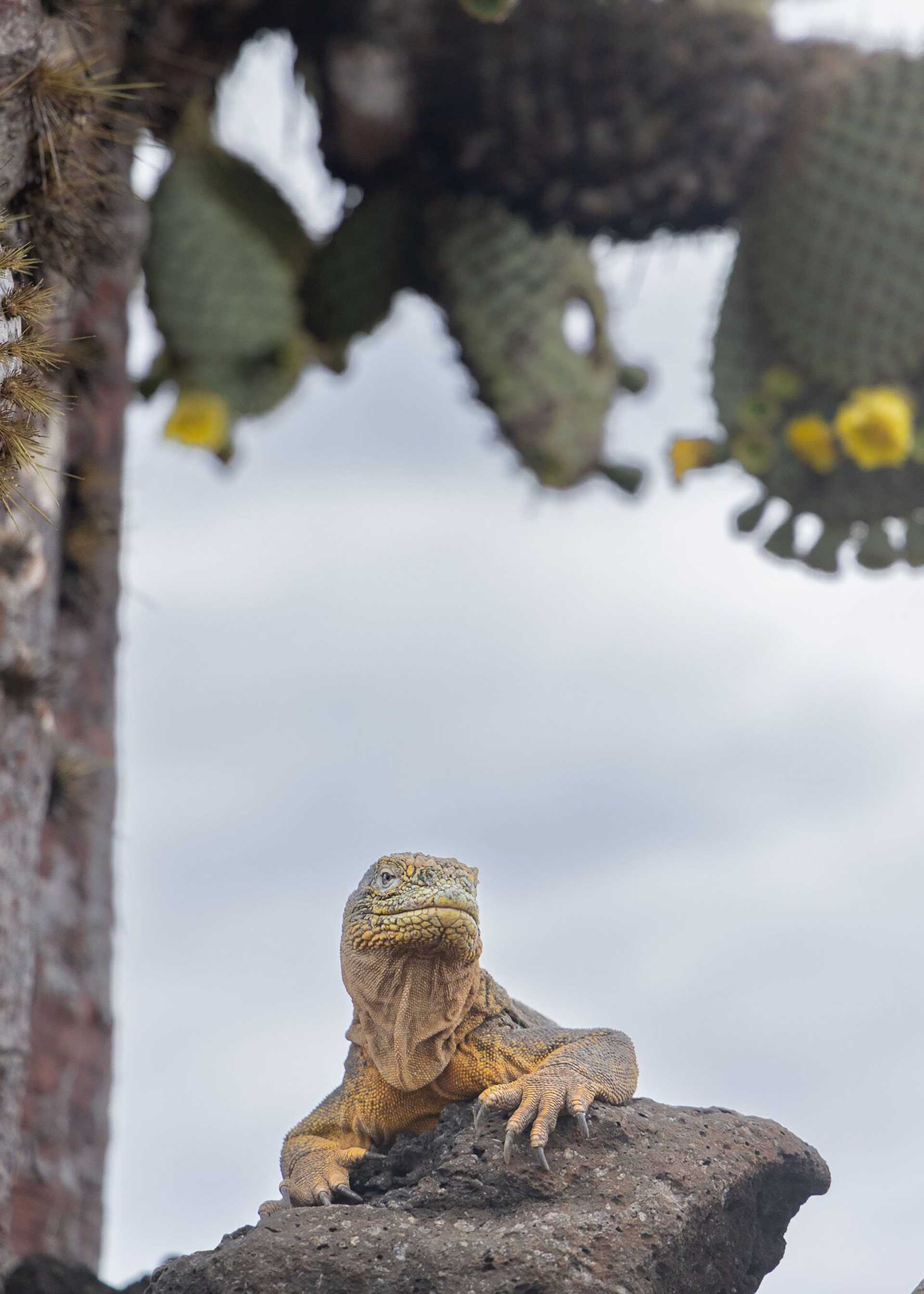 iguana lounging on a rock