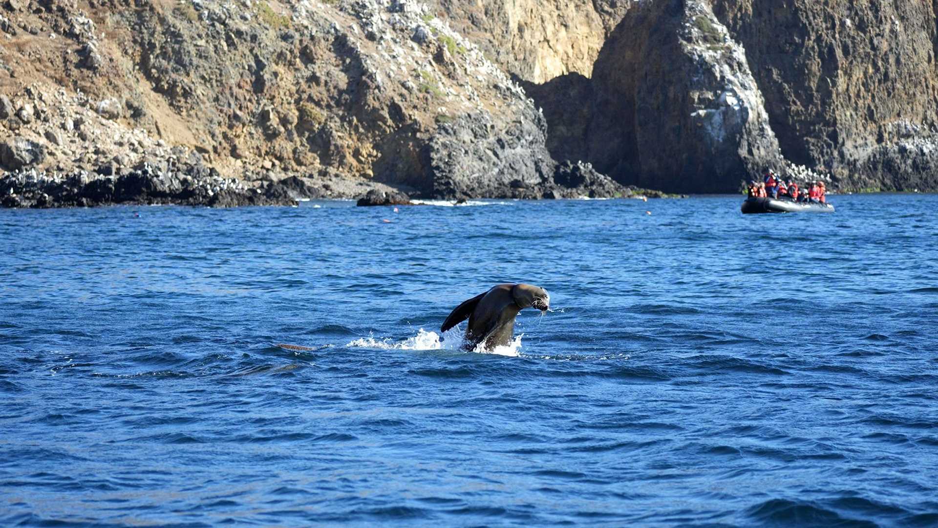 zodiac watching a leaping sea lion