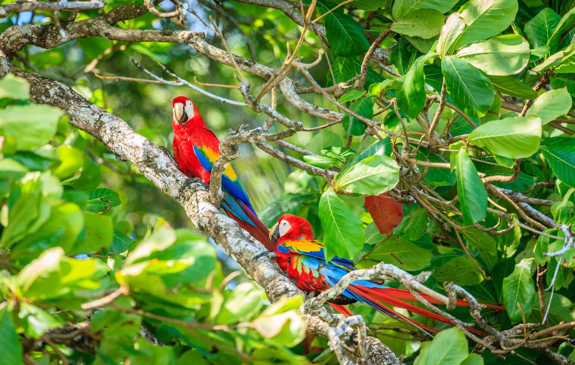 Two Scarlet Macaws sit on a branch in Carara National Park.