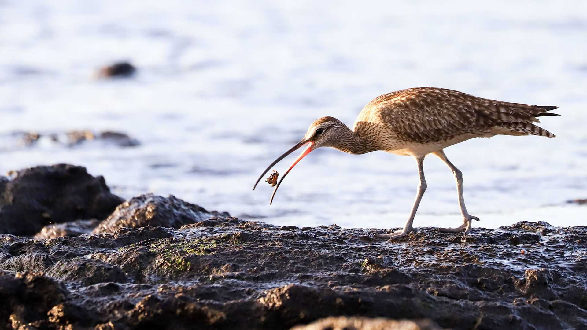 bird eating a crab