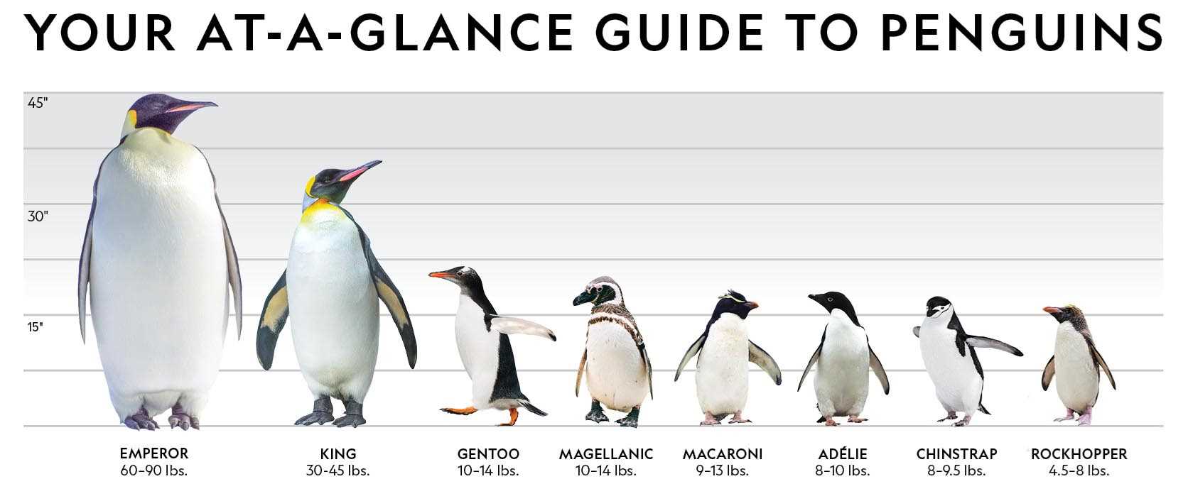 Penguin Infographic Chart April 2025.jpg