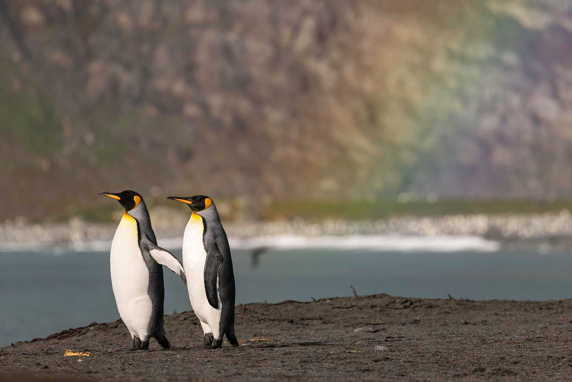 two penguins in front of a rainbow