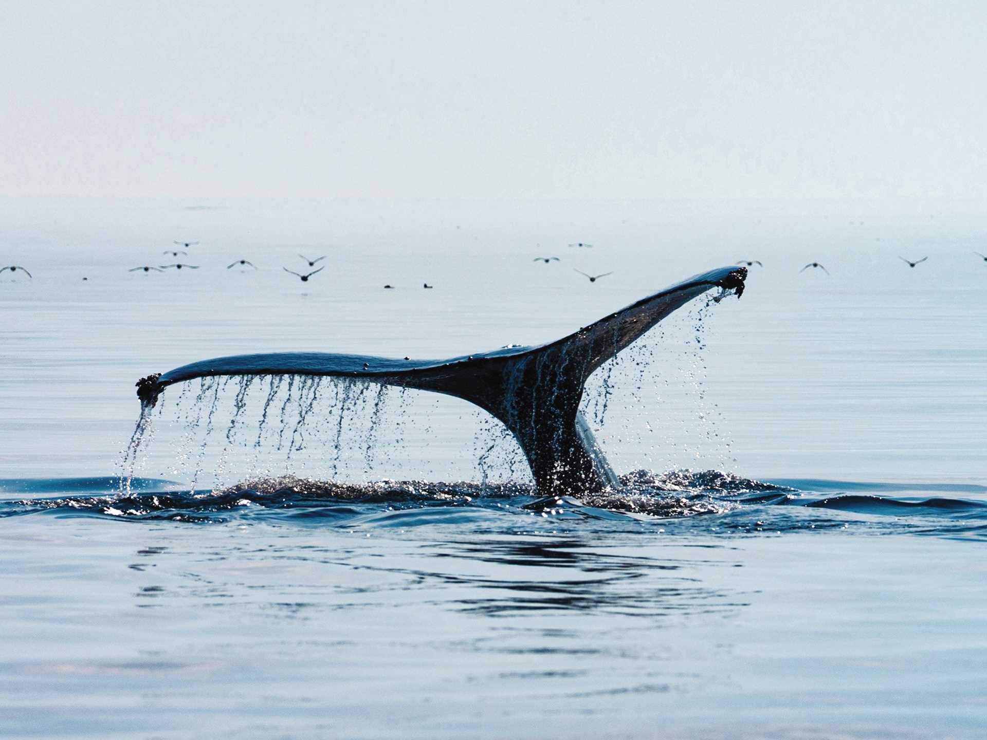 Large RGB-LEX-US Alaska AK718.jpg