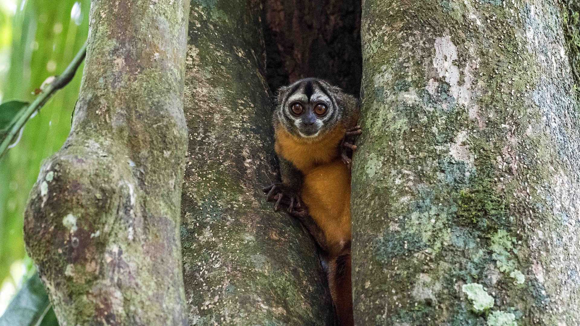 night monkey in a tree