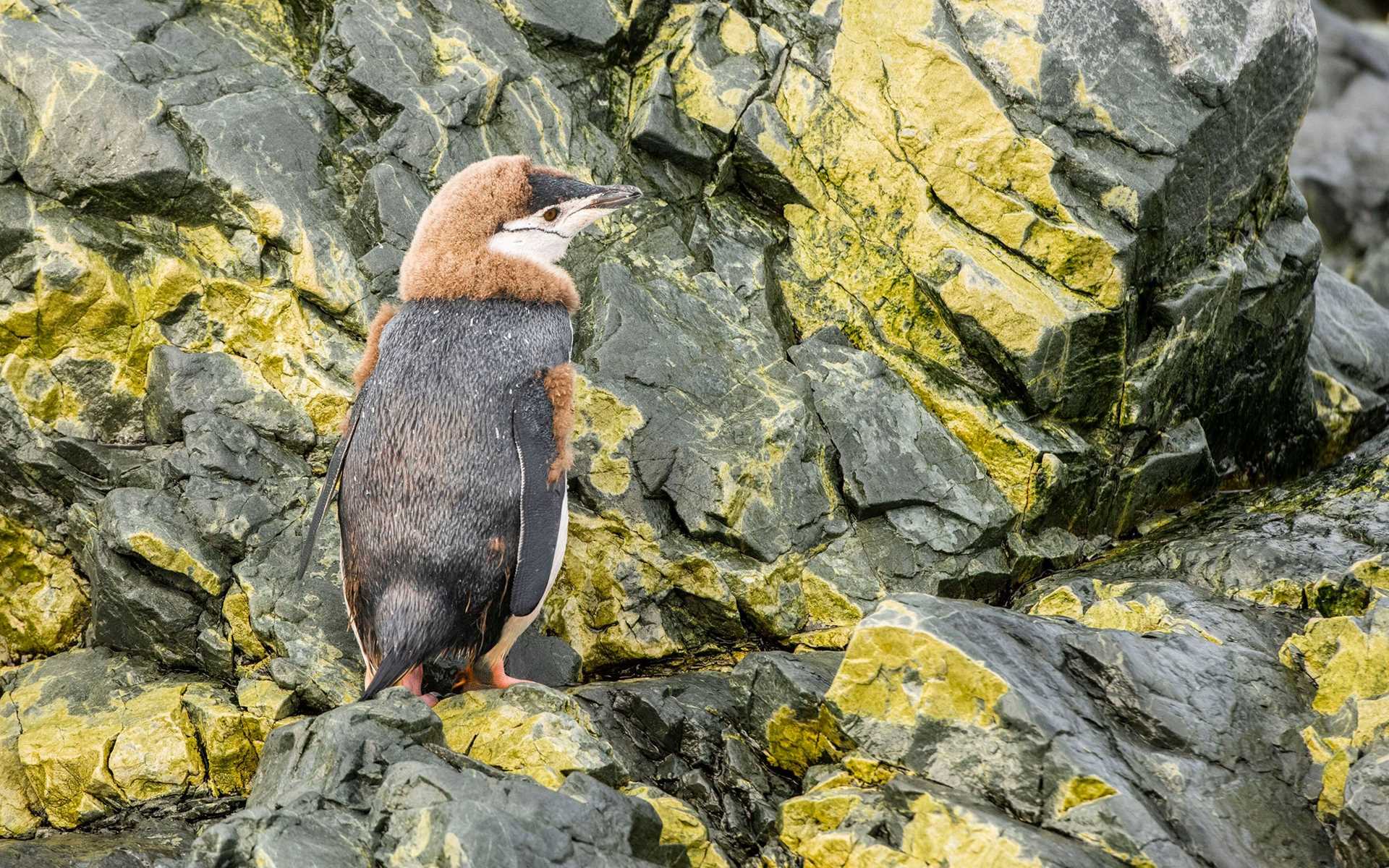 juvenile chinstrap penguin