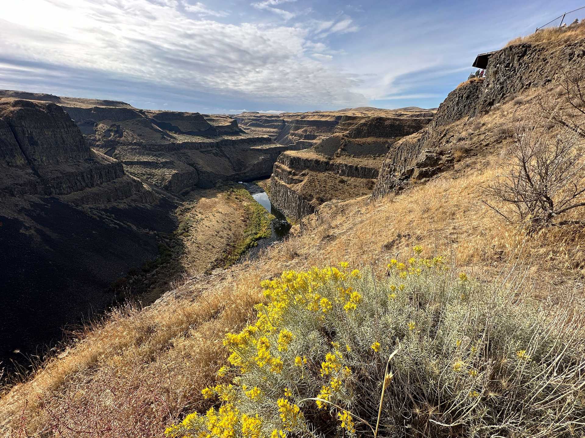 yellow flowers in the foreground with the palouse river canyon in the background