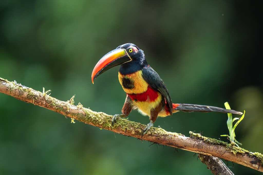 Medium RGB-LEX-Costa Rica Fiery-billed Aracari Shutterstock 1955250097.jpg