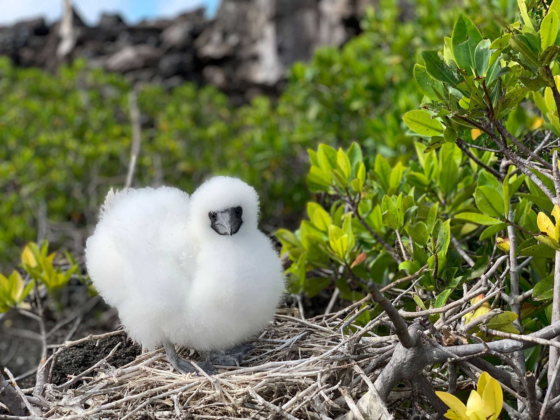 fluffy white booby chick