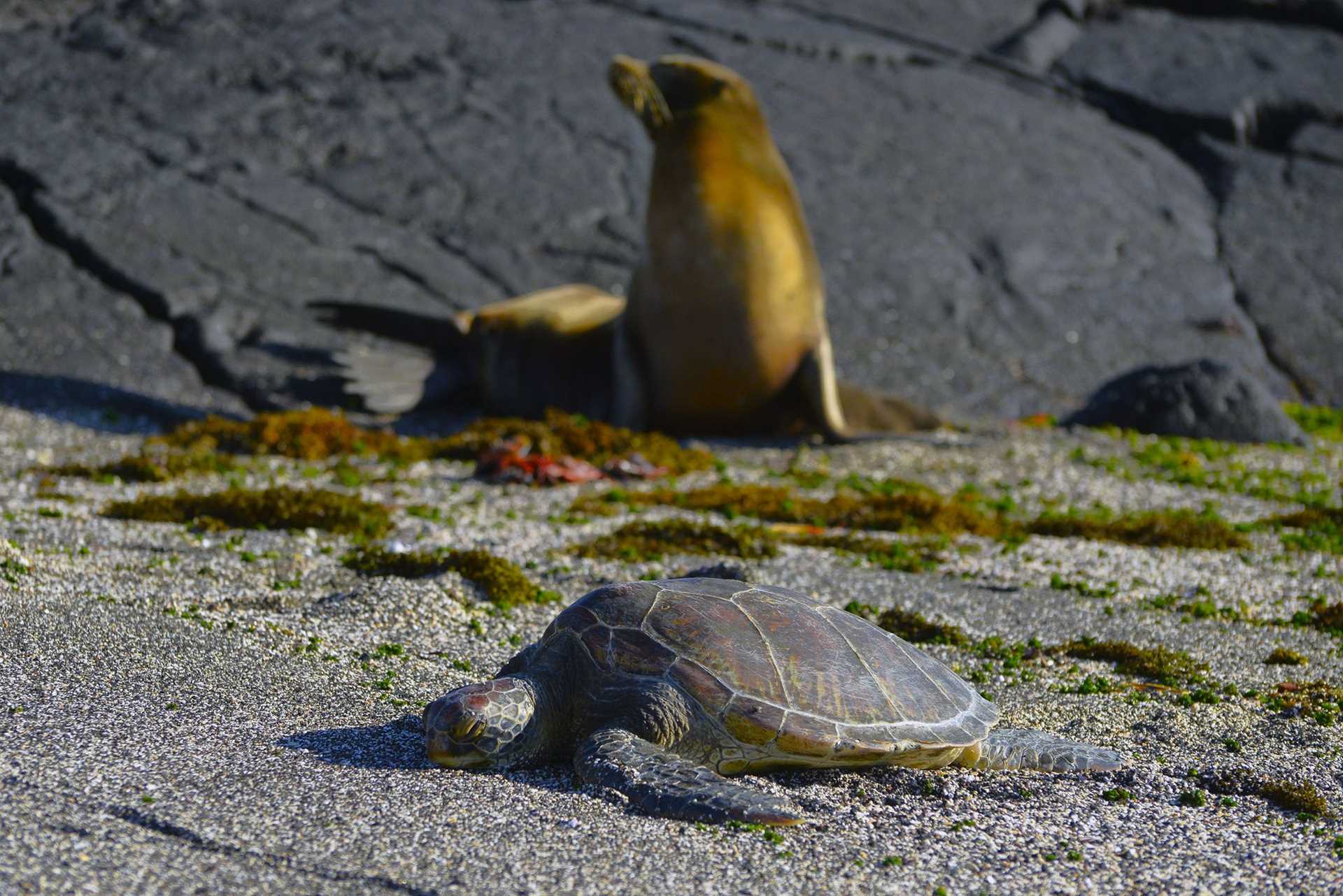 sea lion and sea turtle