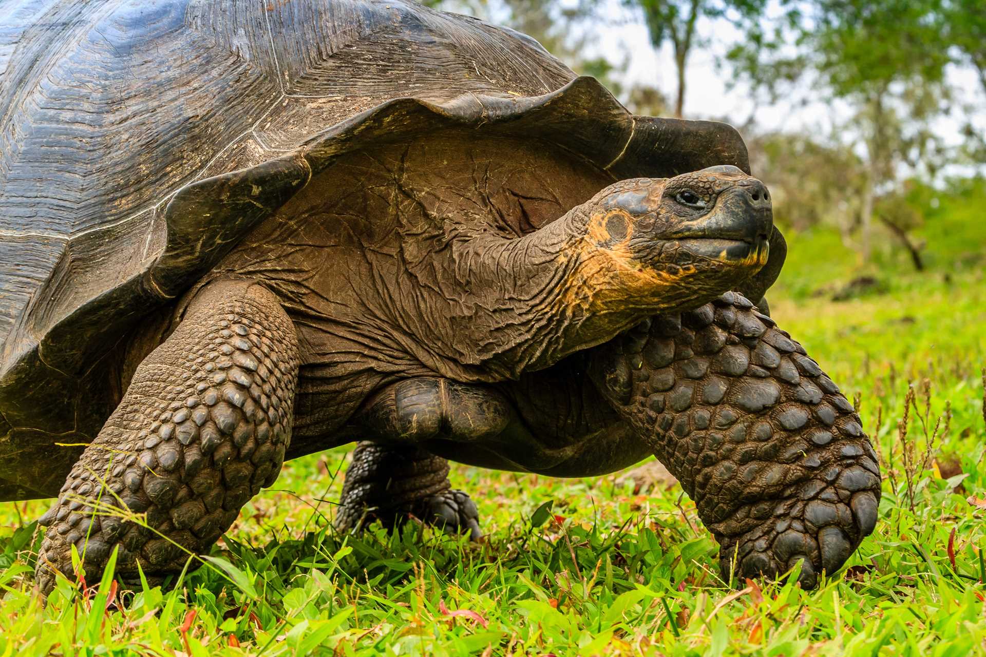 Giant tortoise on Santa Cruz Island, Galápagos