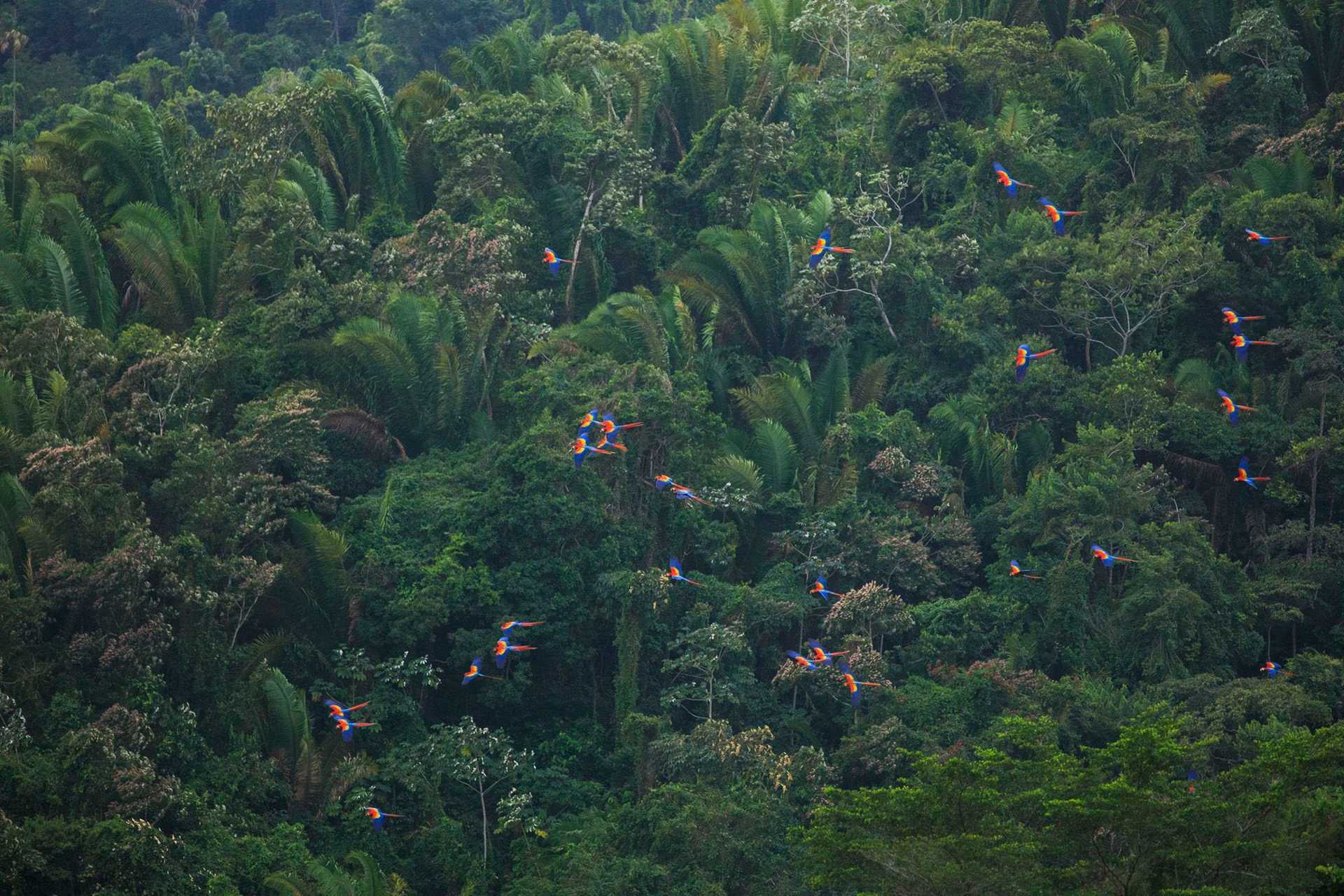 aerial view of forest with red macaws in flight