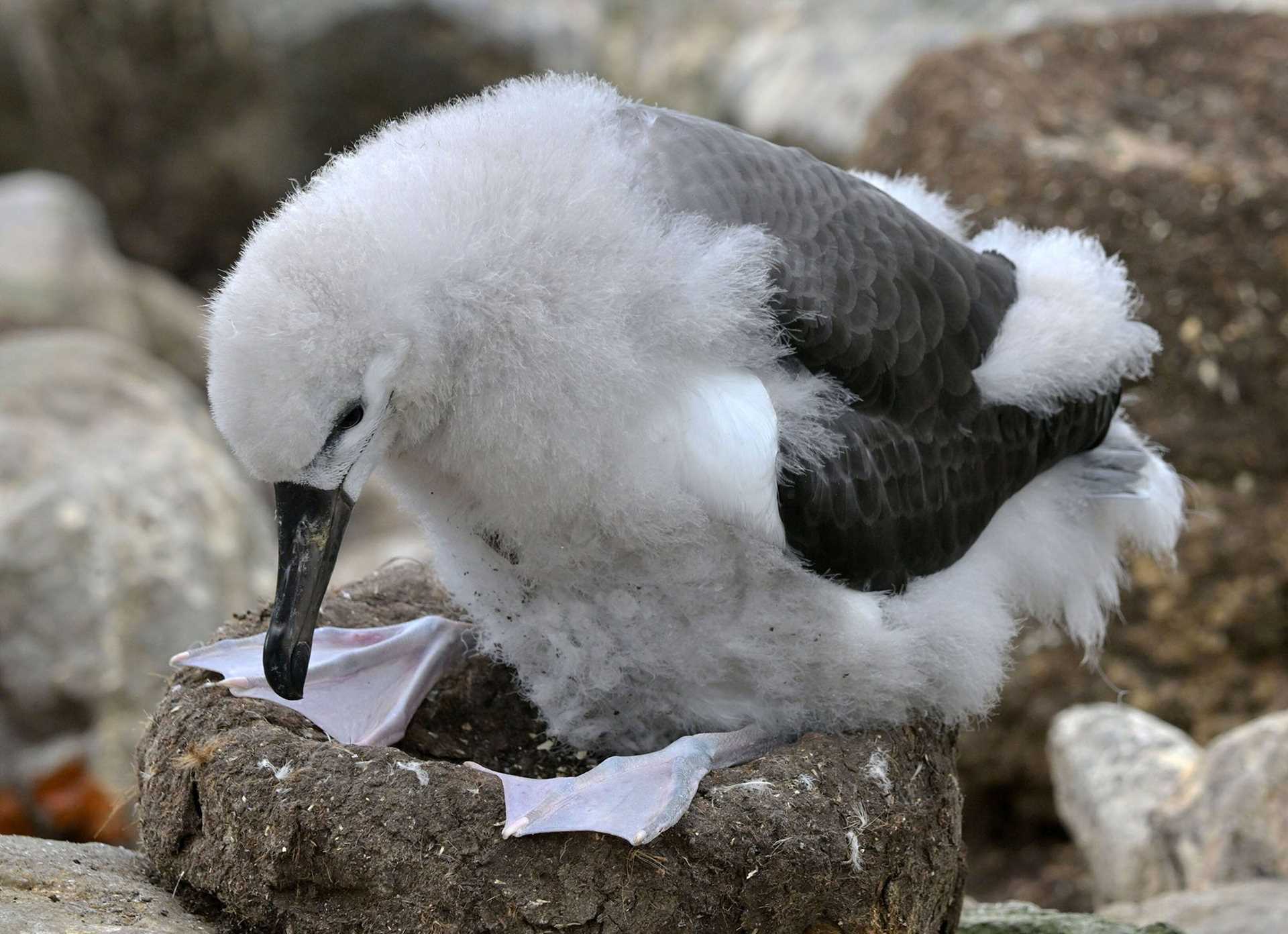 black browed albatross chick