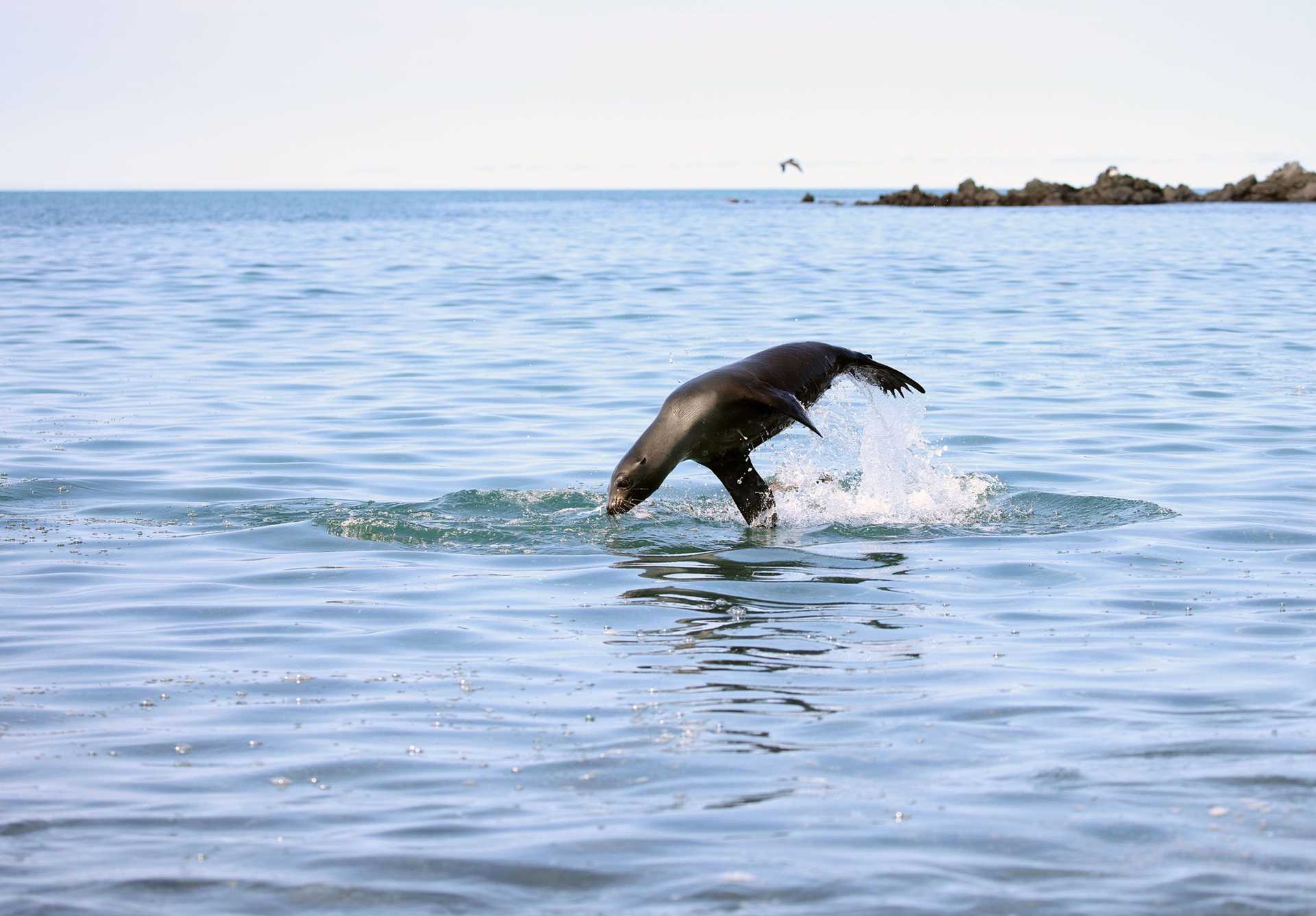 sea lion leaping out of the water