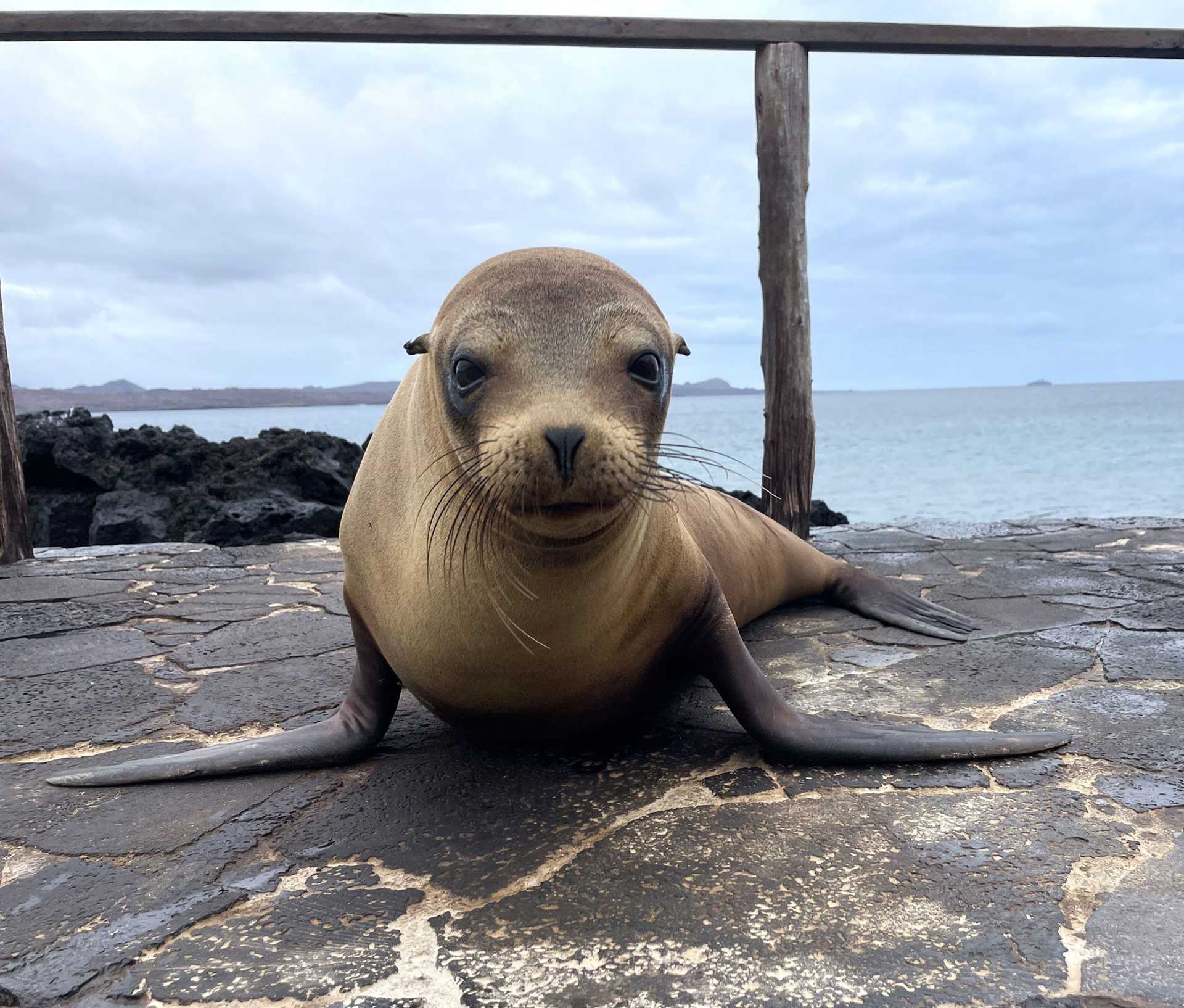 a sea lion resting on a pier