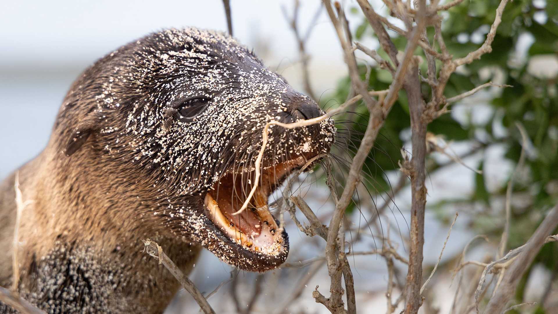 baby sea lion