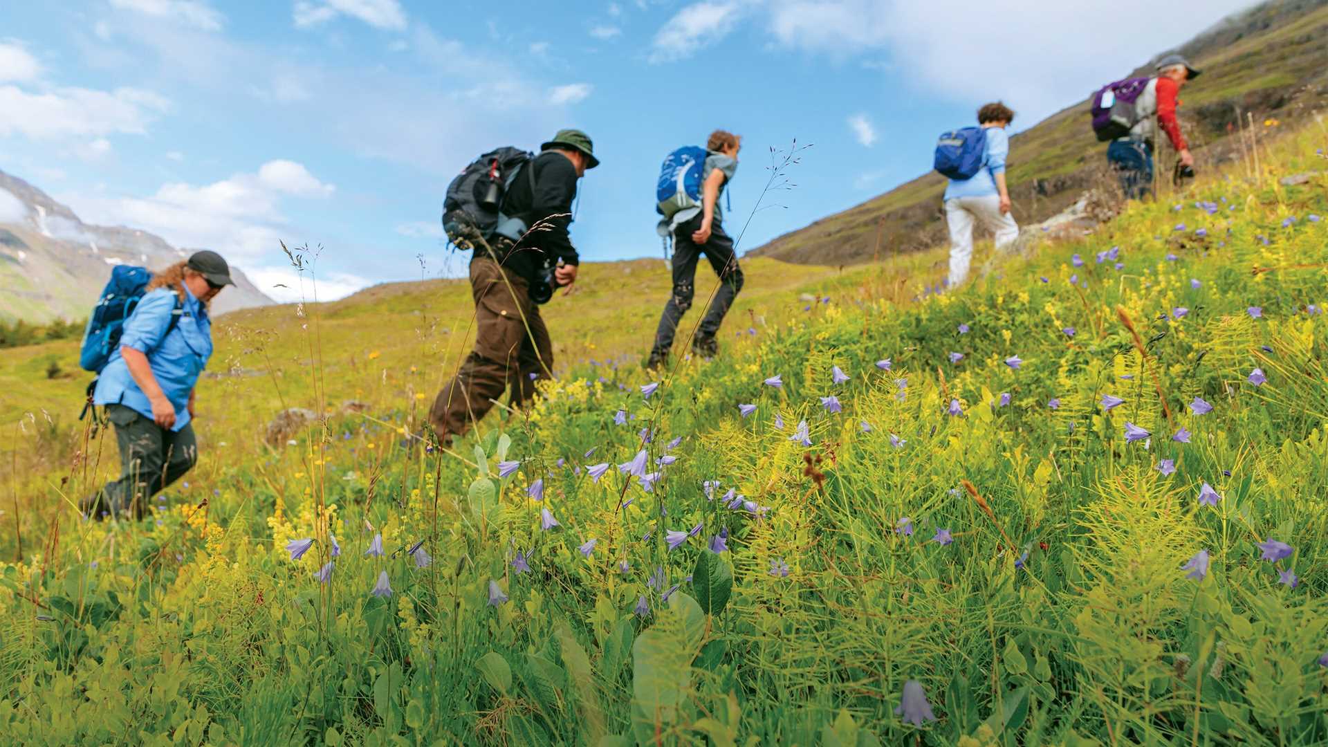 Hikers ascend a hill in iceland