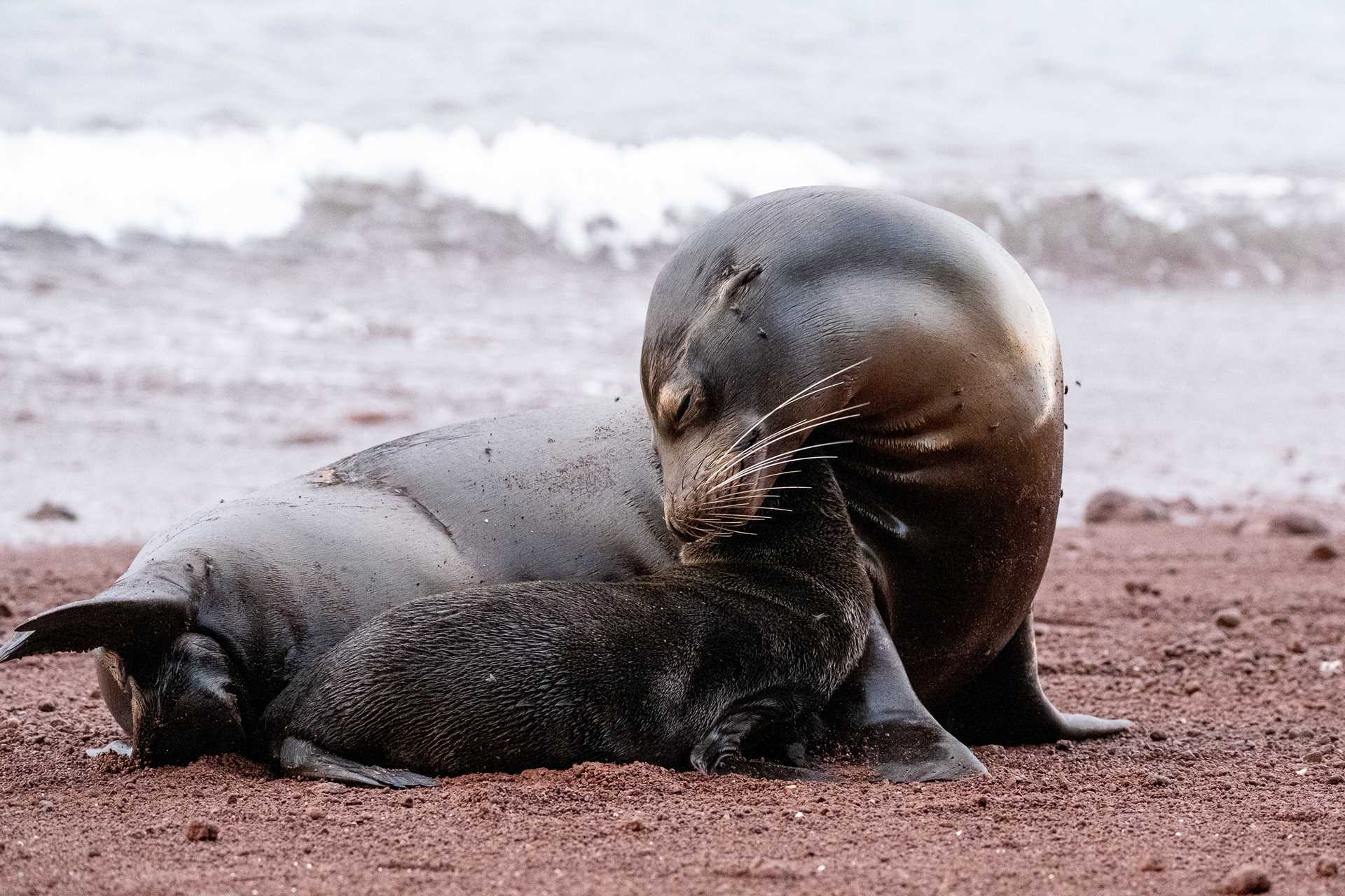 Ecuador_Galapagos_ADCDSCF3268.jpg