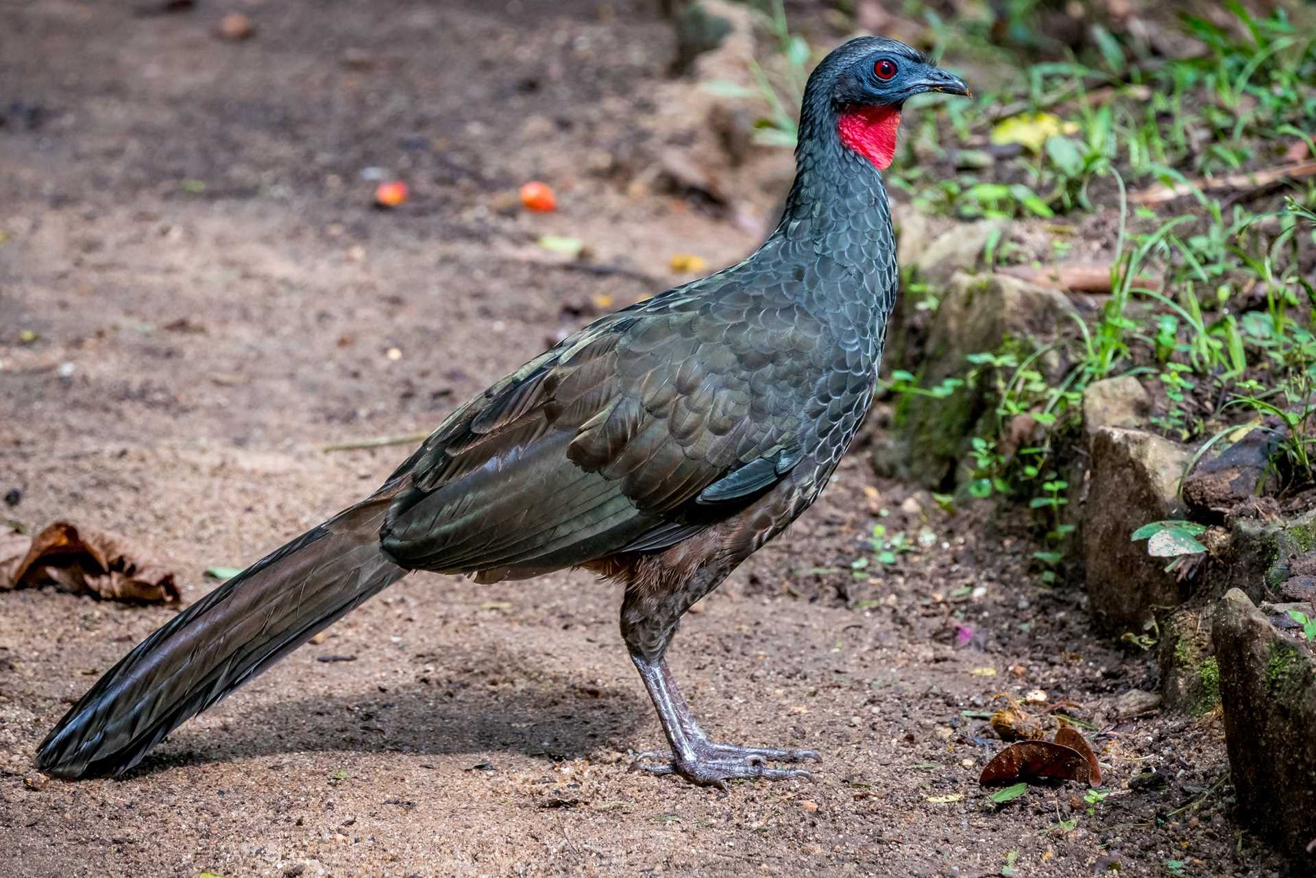 Typical guan jacquard bird walking on a park.