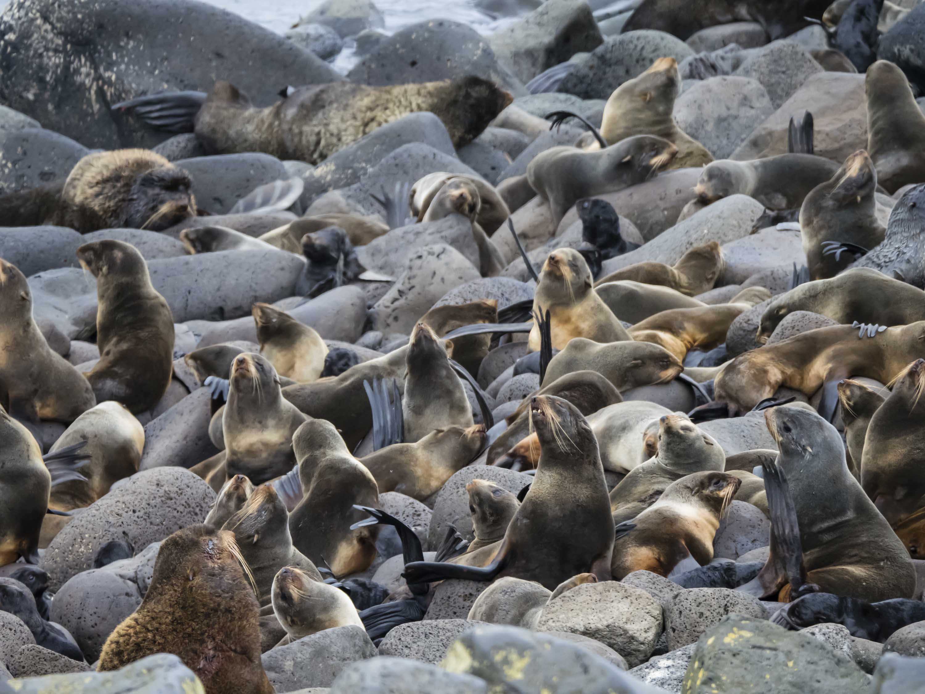 flock of fur seals.jpg