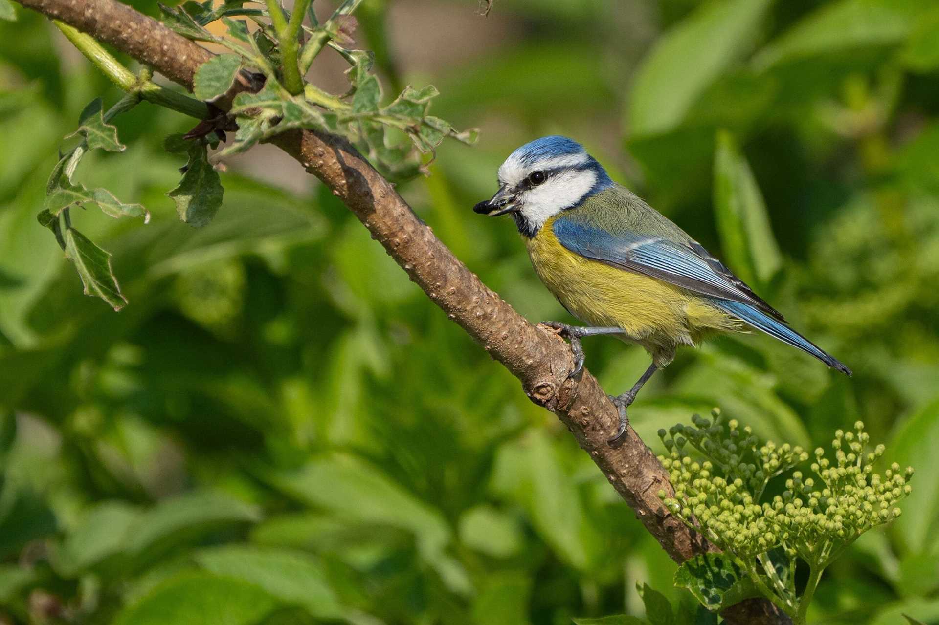 a blue and white bird on a branch