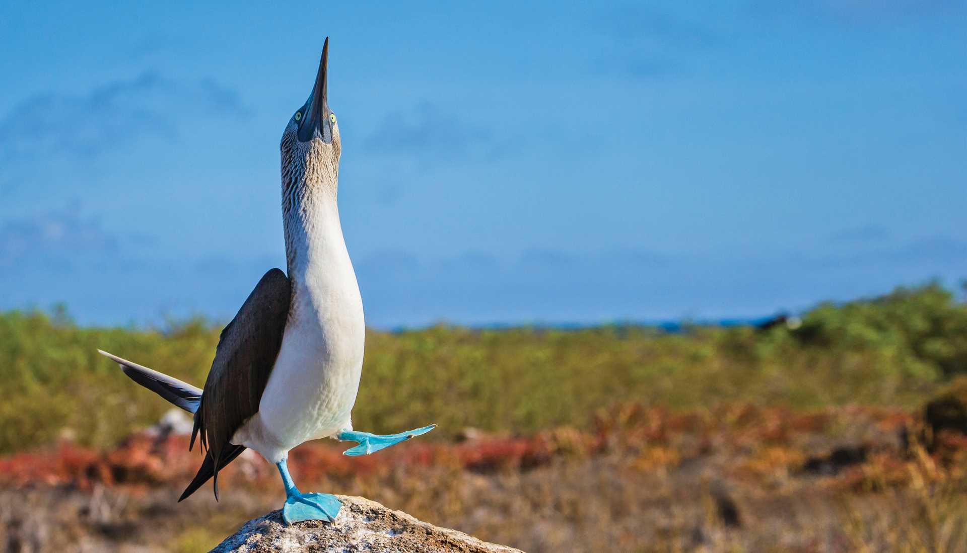 A blue-footed booby performs a mating dance on North Seymour Island, Galápagos.