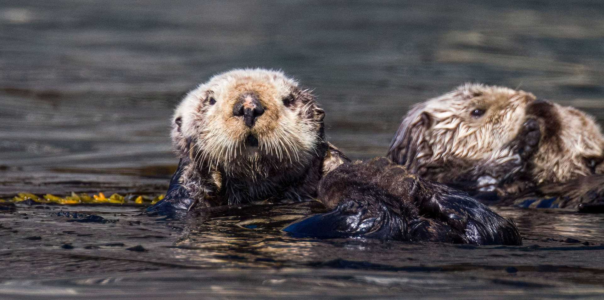 two sea otters